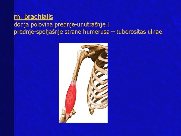 m. brachialis donja polovina prednje-unutrašnje i prednje-spoljašnje strane humerusa – tuberositas ulnae 