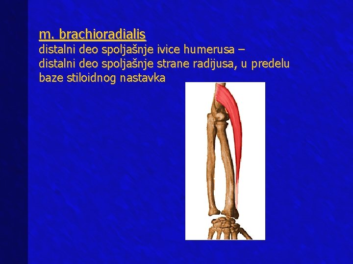 m. brachioradialis distalni deo spoljašnje ivice humerusa – distalni deo spoljašnje strane radijusa, u