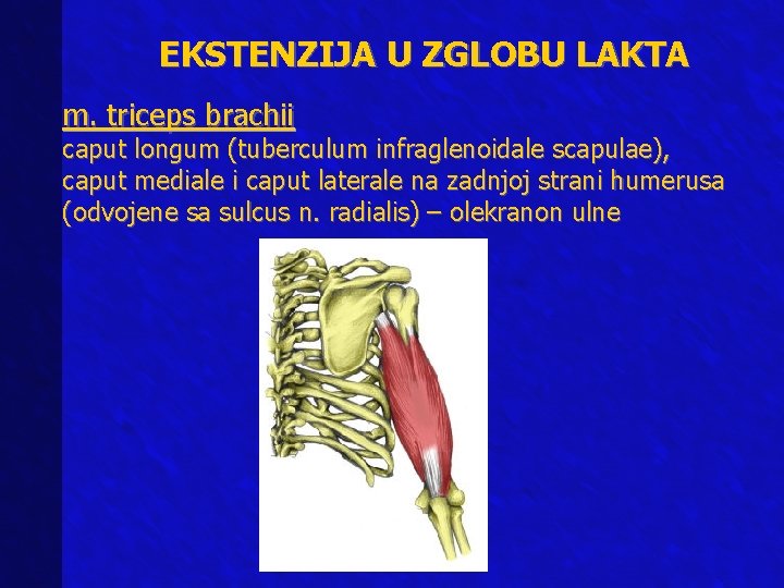 EKSTENZIJA U ZGLOBU LAKTA m. triceps brachii caput longum (tuberculum infraglenoidale scapulae), caput mediale