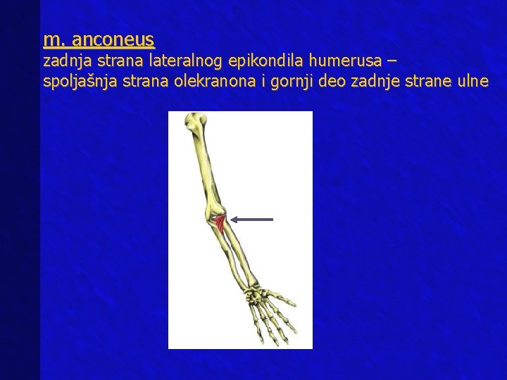 m. anconeus zadnja strana lateralnog epikondila humerusa – spoljašnja strana olekranona i gornji deo