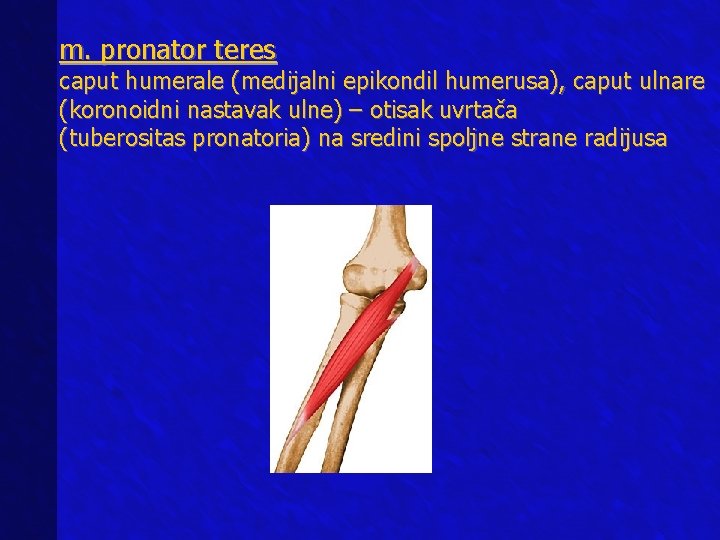 m. pronator teres caput humerale (medijalni epikondil humerusa), caput ulnare (koronoidni nastavak ulne) –