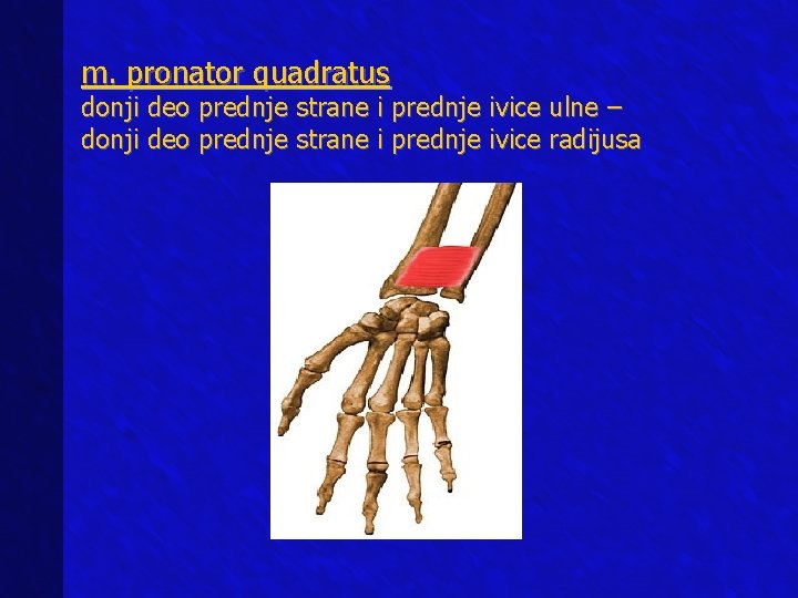 m. pronator quadratus donji deo prednje strane i prednje ivice ulne – donji deo