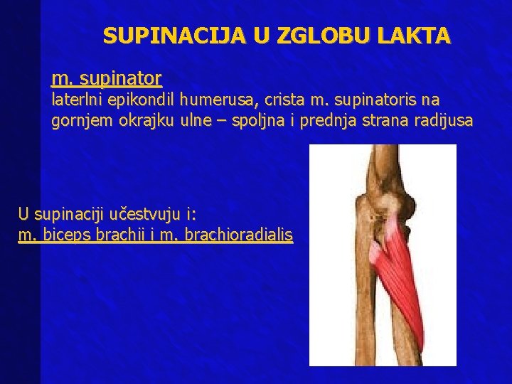 SUPINACIJA U ZGLOBU LAKTA m. supinator laterlni epikondil humerusa, crista m. supinatoris na gornjem