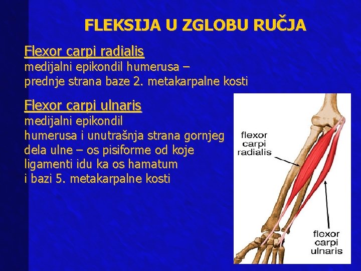 FLEKSIJA U ZGLOBU RUČJA Flexor carpi radialis medijalni epikondil humerusa – prednje strana baze