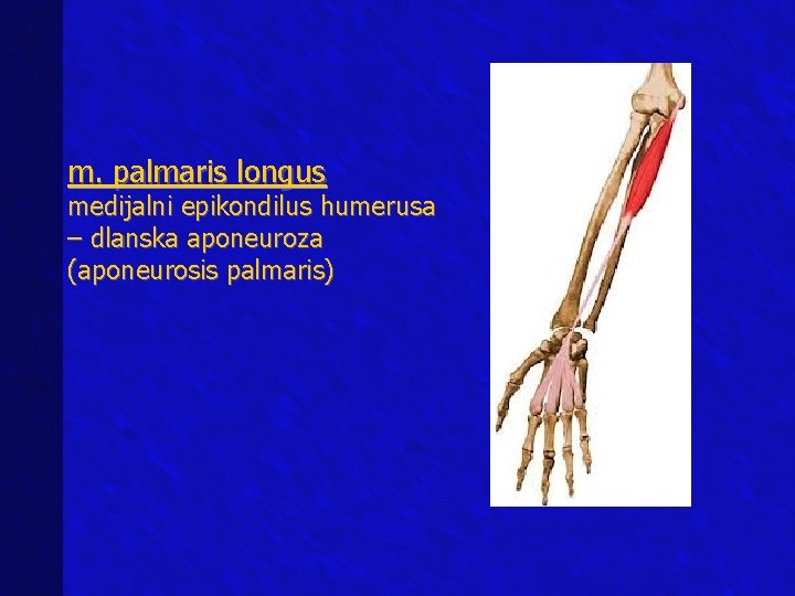 m. palmaris longus medijalni epikondilus humerusa – dlanska aponeuroza (aponeurosis palmaris) 