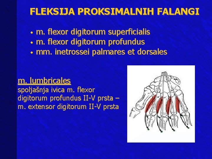 FLEKSIJA PROKSIMALNIH FALANGI m. flexor digitorum superficialis • m. flexor digitorum profundus • mm.
