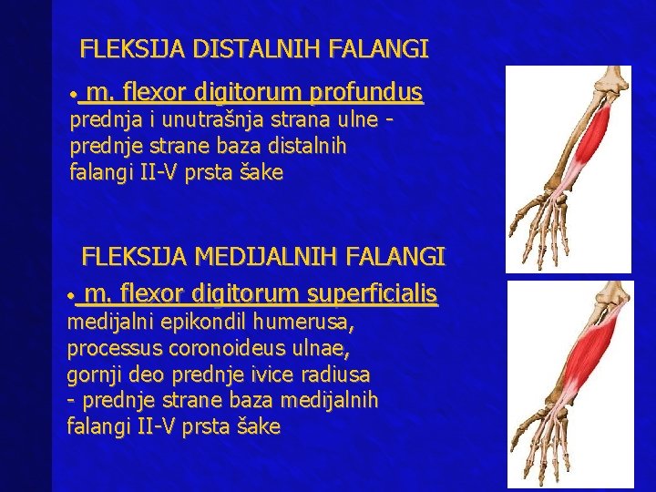 FLEKSIJA DISTALNIH FALANGI • m. flexor digitorum profundus prednja i unutrašnja strana ulne prednje