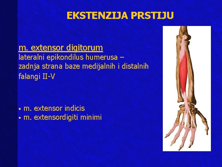 EKSTENZIJA PRSTIJU m. extensor digitorum lateralni epikondilus humerusa – zadnja strana baze medijalnih i