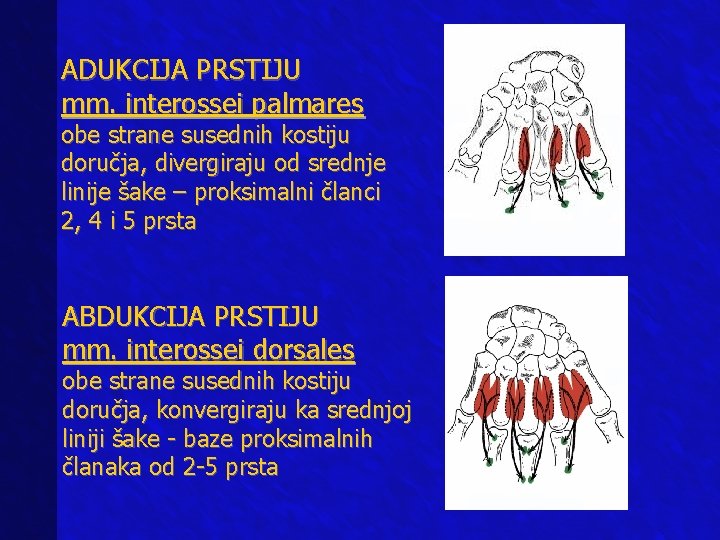 ADUKCIJA PRSTIJU mm. interossei palmares obe strane susednih kostiju doručja, divergiraju od srednje linije