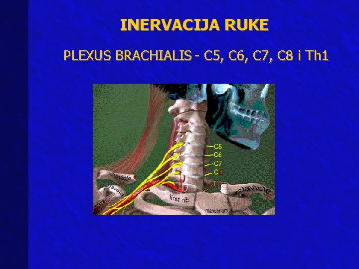 INERVACIJA RUKE PLEXUS BRACHIALIS - C 5, C 6, C 7, C 8 i