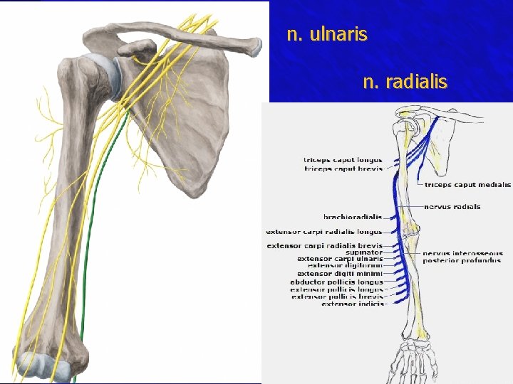 n. ulnaris n. radialis 