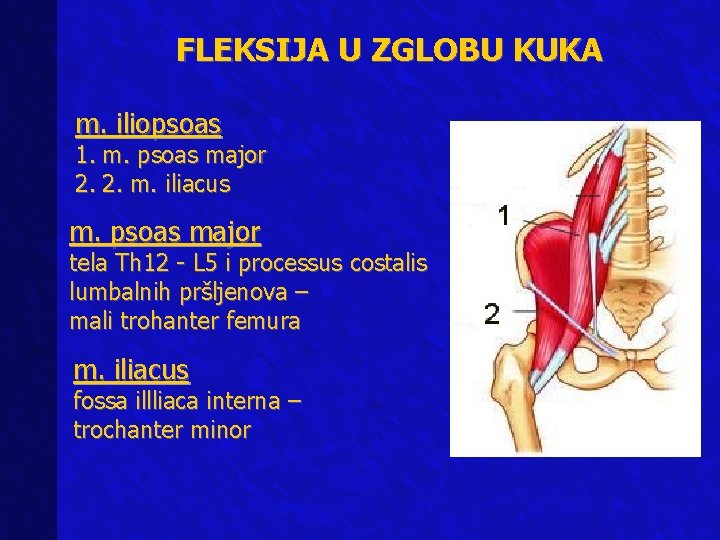 FLEKSIJA U ZGLOBU KUKA m. iliopsoas 1. m. psoas major 2. 2. m. iliacus