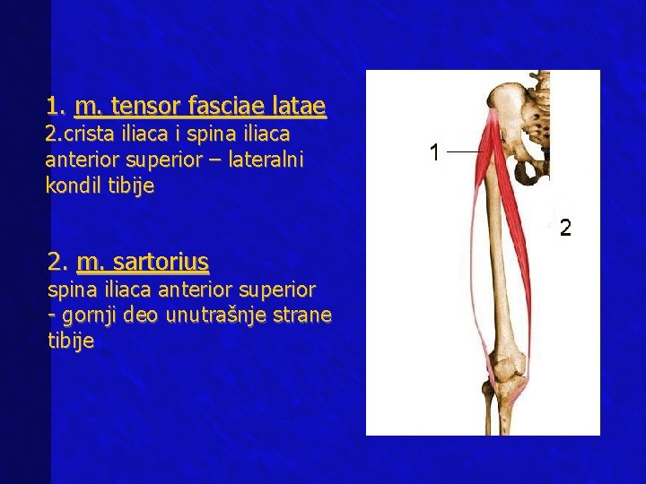1. m. tensor fasciae latae 2. crista iliaca i spina iliaca anterior superior –