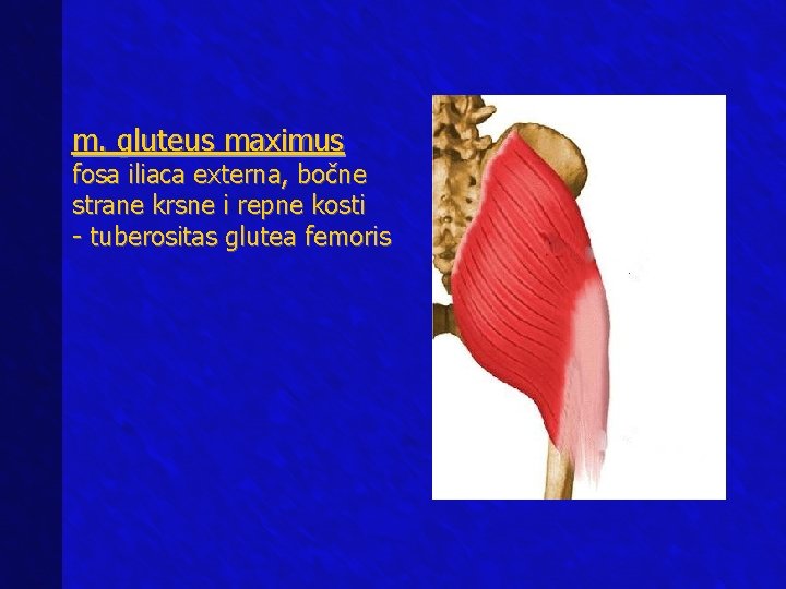 m. gluteus maximus fosa iliaca externa, bočne strane krsne i repne kosti - tuberositas