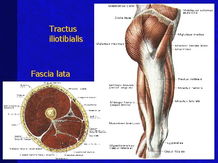 Tractus iliotibialis Fascia lata 