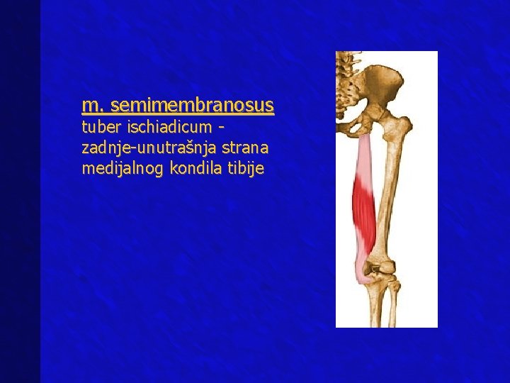 m. semimembranosus tuber ischiadicum zadnje-unutrašnja strana medijalnog kondila tibije 