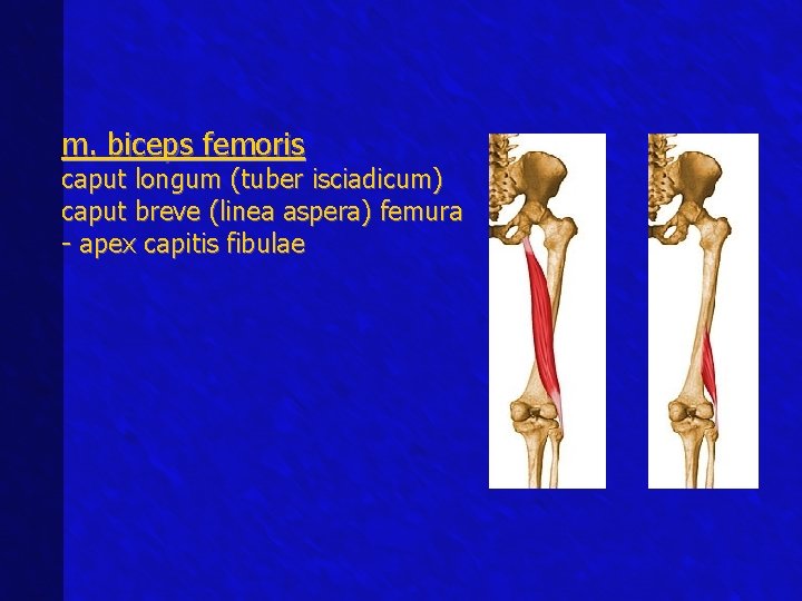 m. biceps femoris caput longum (tuber isciadicum) caput breve (linea aspera) femura - apex