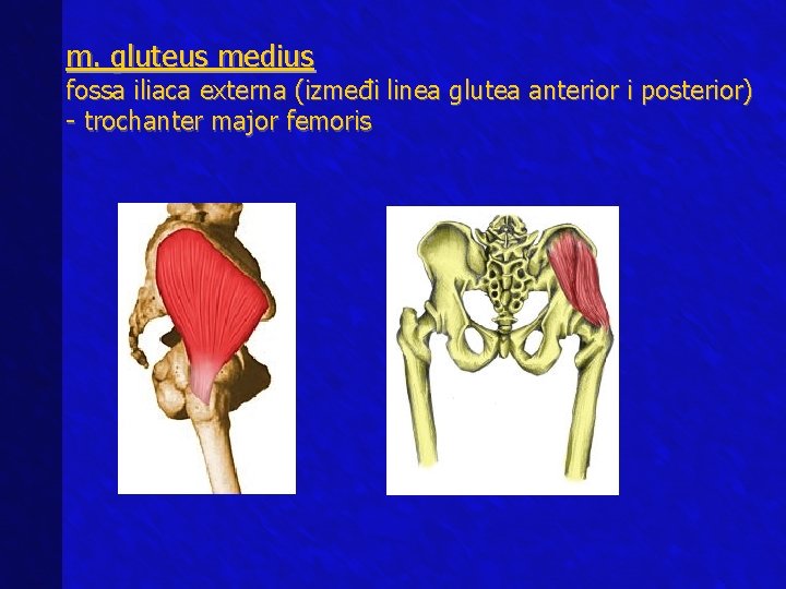 m. gluteus medius fossa iliaca externa (izmeđi linea glutea anterior i posterior) - trochanter