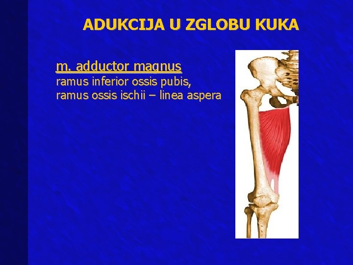 ADUKCIJA U ZGLOBU KUKA m. adductor magnus ramus inferior ossis pubis, ramus ossis ischii