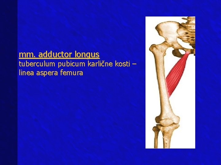 mm. adductor longus tuberculum pubicum karlične kosti – linea aspera femura 