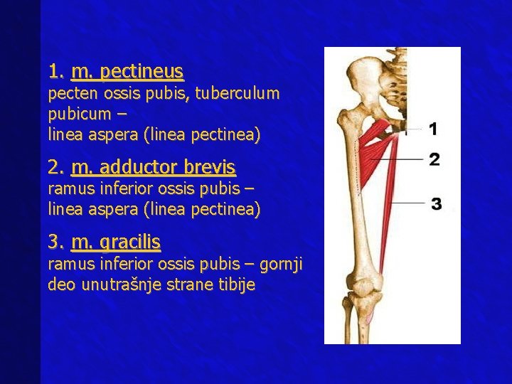 1. m. pectineus pecten ossis pubis, tuberculum pubicum – linea aspera (linea pectinea) 2.