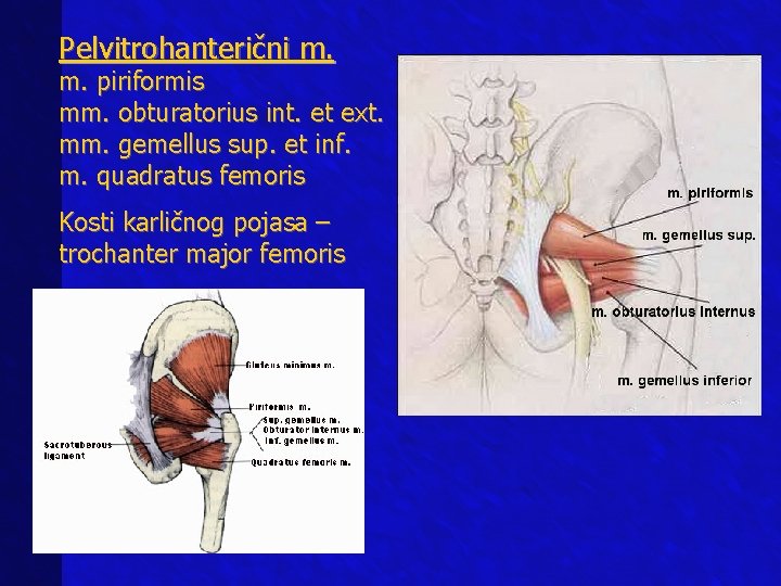 Pelvitrohanterični m. piriformis mm. obturatorius int. et ext. mm. gemellus sup. et inf. m.