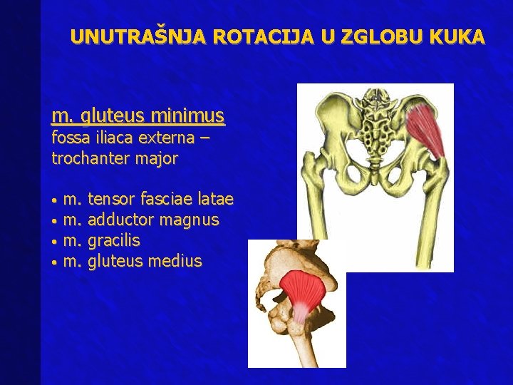 UNUTRAŠNJA ROTACIJA U ZGLOBU KUKA m. gluteus minimus fossa iliaca externa – trochanter major