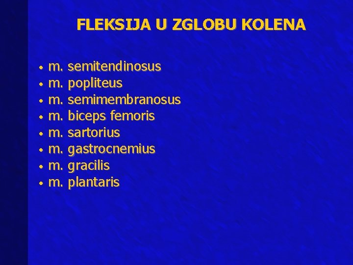 FLEKSIJA U ZGLOBU KOLENA m. semitendinosus • m. popliteus • m. semimembranosus • m.