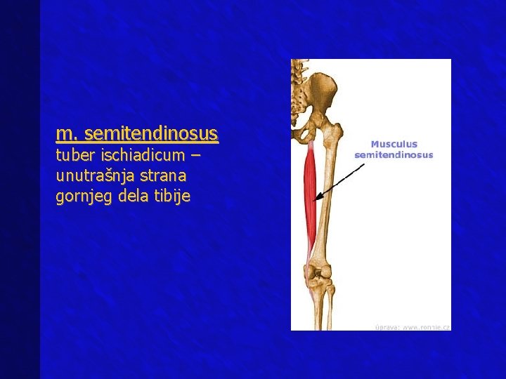 m. semitendinosus tuber ischiadicum – unutrašnja strana gornjeg dela tibije 