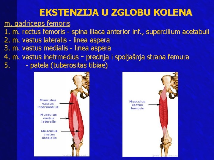 EKSTENZIJA U ZGLOBU KOLENA m. qadriceps femoris 1. m. rectus femoris - spina iliaca