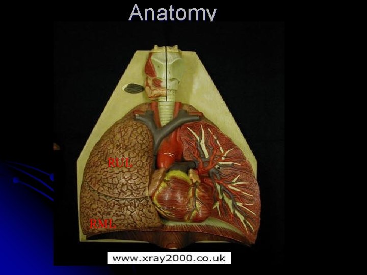 Anatomy RUL RML 