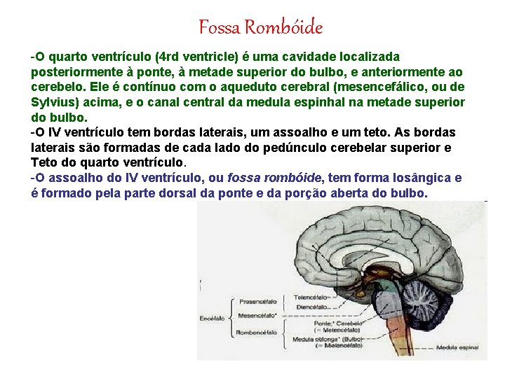 Fossa Rombóide -O quarto ventrículo (4 rd ventricle) é uma cavidade localizada posteriormente à
