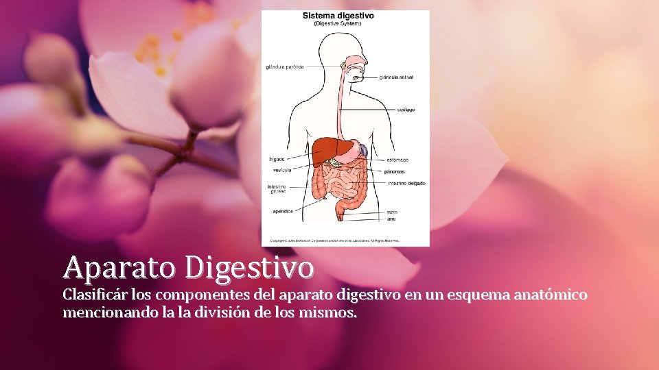 Aparato Digestivo Clasificár los componentes del aparato digestivo en un esquema anatómico mencionando la