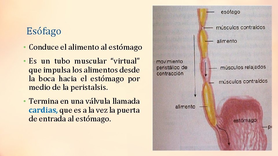 Esófago • Conduce el alimento al estómago • Es un tubo muscular “virtual” que