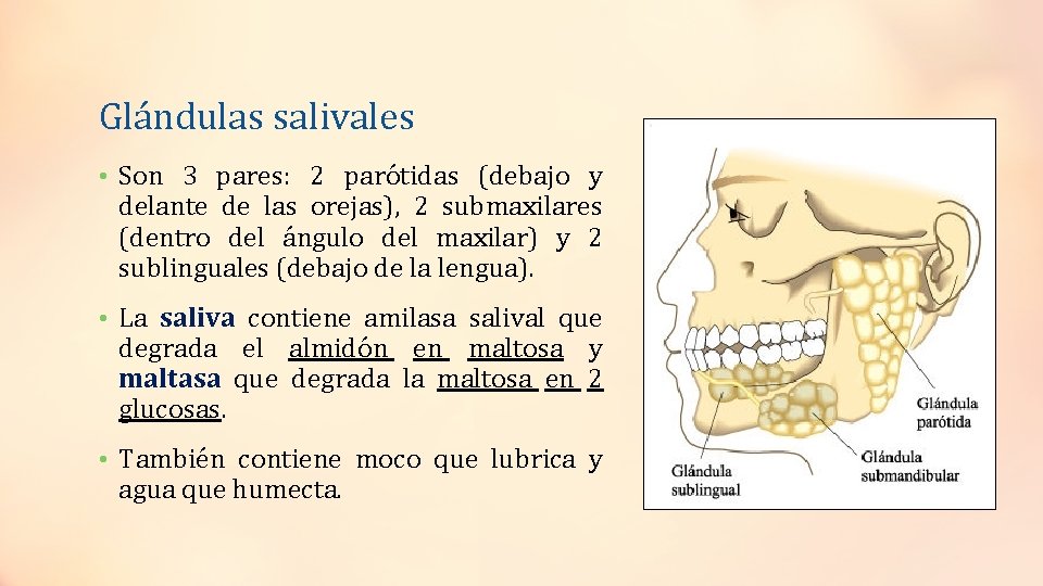 Glándulas salivales • Son 3 pares: 2 parótidas (debajo y delante de las orejas),