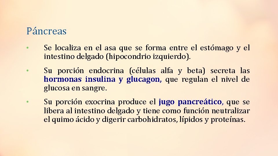 Páncreas • Se localiza en el asa que se forma entre el estómago y