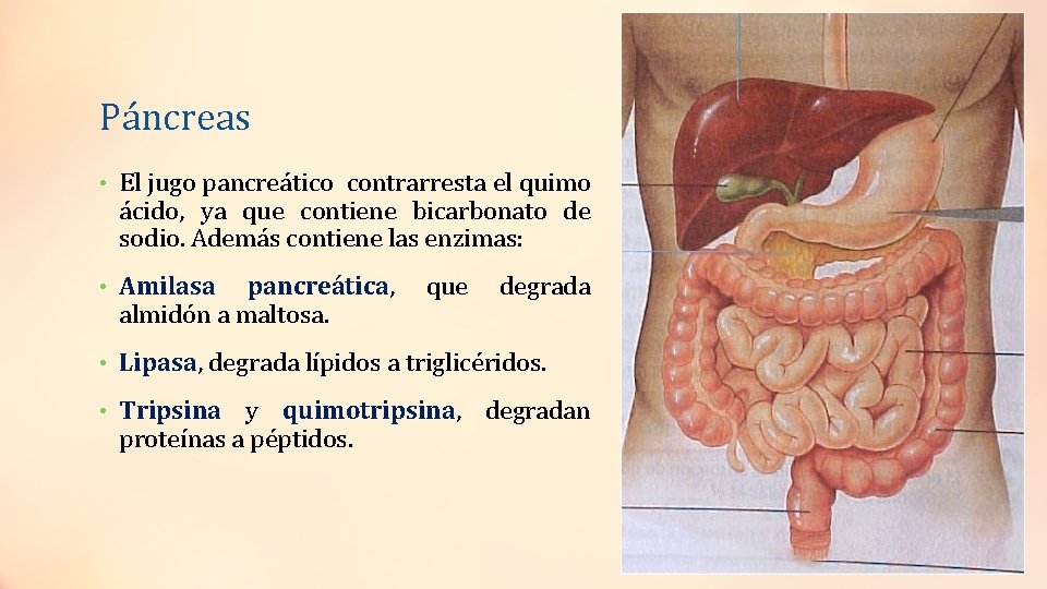 Páncreas • El jugo pancreático contrarresta el quimo ácido, ya que contiene bicarbonato de