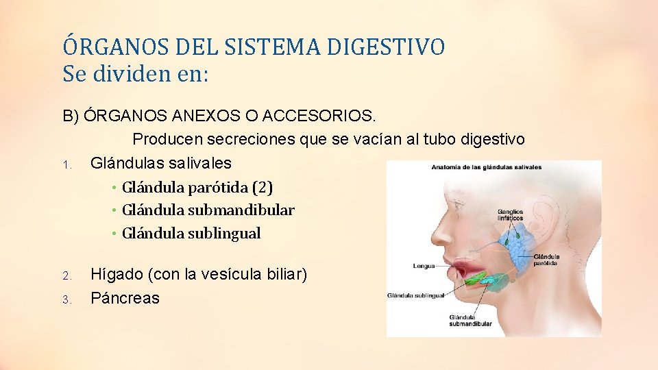 ÓRGANOS DEL SISTEMA DIGESTIVO Se dividen en: B) ÓRGANOS ANEXOS O ACCESORIOS. Producen secreciones