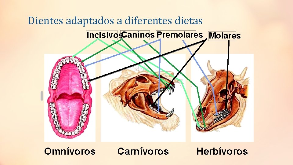 Dientes adaptados a diferentes dietas Incisivos. Caninos Premolares Molares Omnívoros Carnívoros Herbívoros 