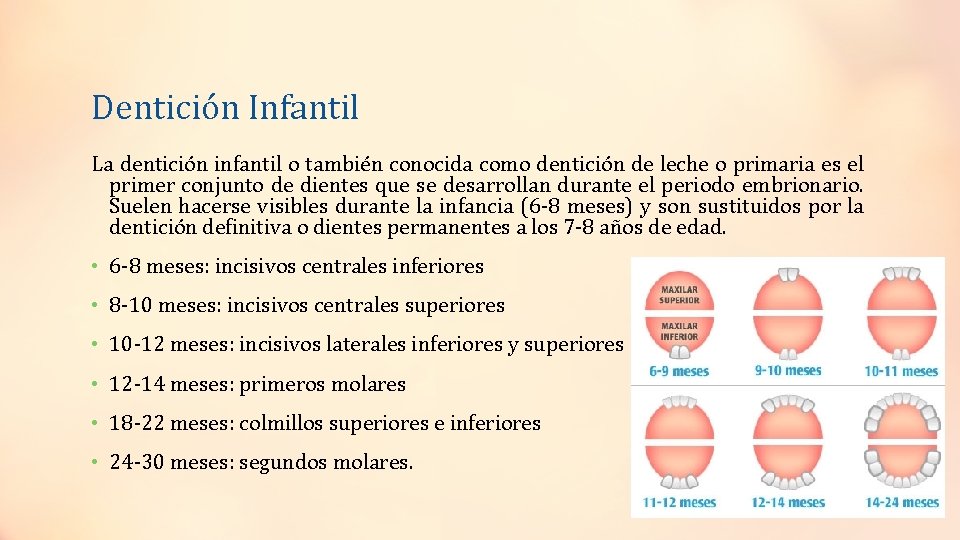 Dentición Infantil La dentición infantil o también conocida como dentición de leche o primaria