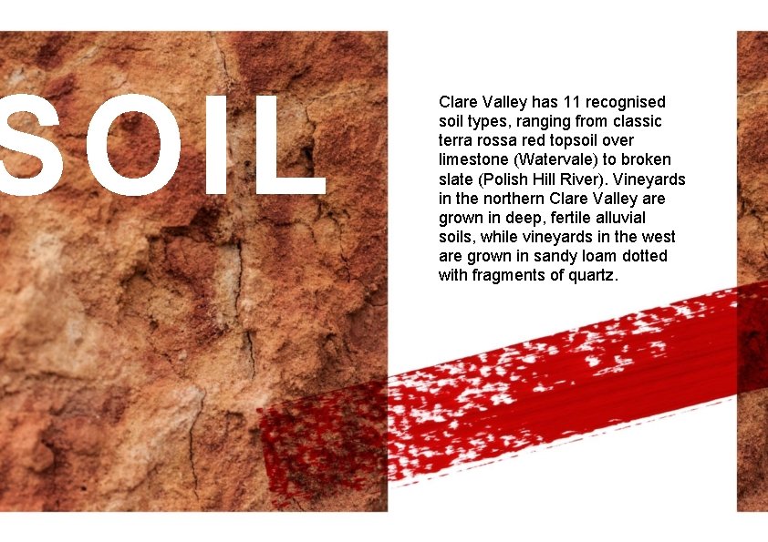 SOIL Clare Valley has 11 recognised soil types, ranging from classic terra rossa red