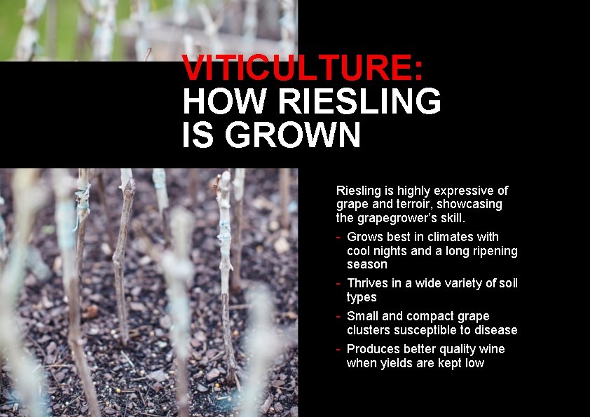 VITICULTURE: HOW RIESLING IS GROWN Riesling is highly expressive of grape and terroir, showcasing