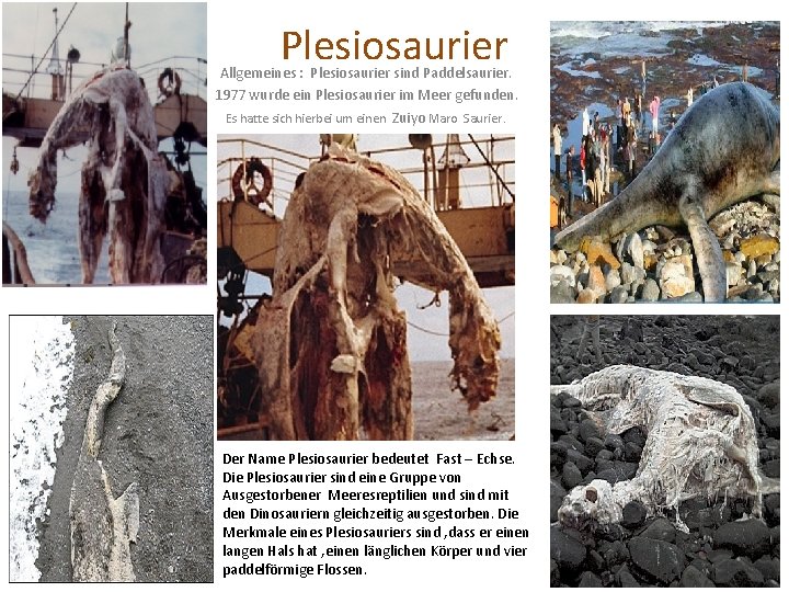 Plesiosaurier Allgemeines : Plesiosaurier sind Paddelsaurier. 1977 wurde ein Plesiosaurier im Meer gefunden. Es