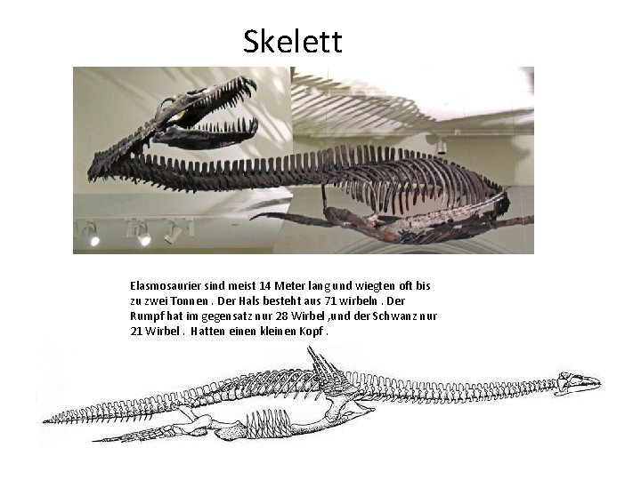 Skelett Elasmosaurier sind meist 14 Meter lang und wiegten oft bis zu zwei Tonnen.