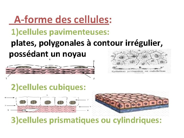 A-forme des cellules: 1)cellules pavimenteuses: plates, polygonales à contour irrégulier, possédant un noyau 2)cellules