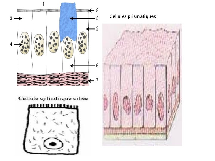 TISSU EPITHELIAL Iintroduction appareils organes tissus cellules peuvent