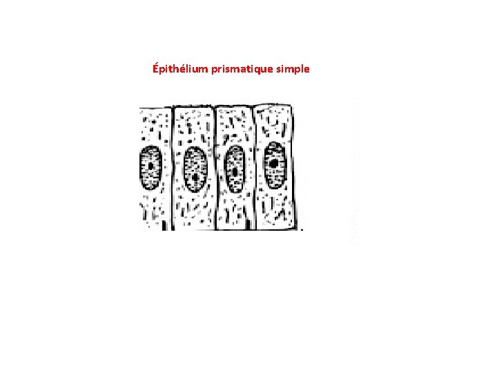 Épithélium prismatique simple 