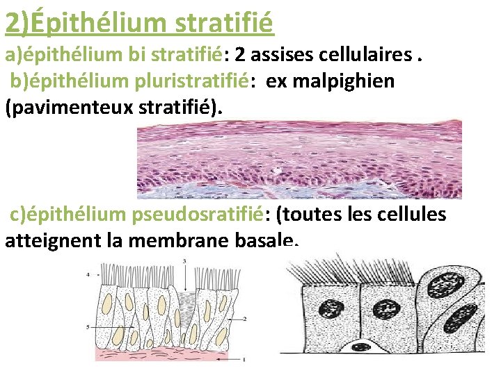 2)Épithélium stratifié a)épithélium bi stratifié: 2 assises cellulaires. b)épithélium pluristratifié: ex malpighien (pavimenteux stratifié).