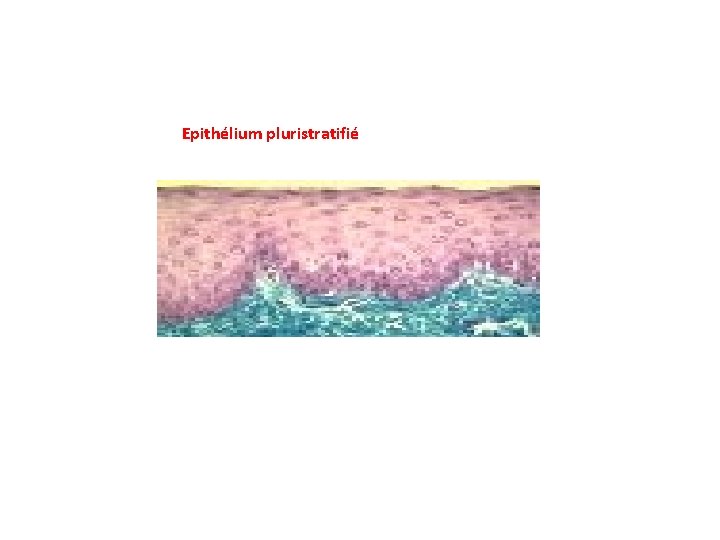 Epithélium pluristratifié 