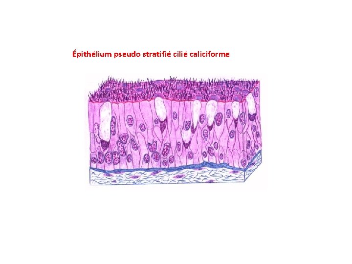 Épithélium pseudo stratifié cilié caliciforme 